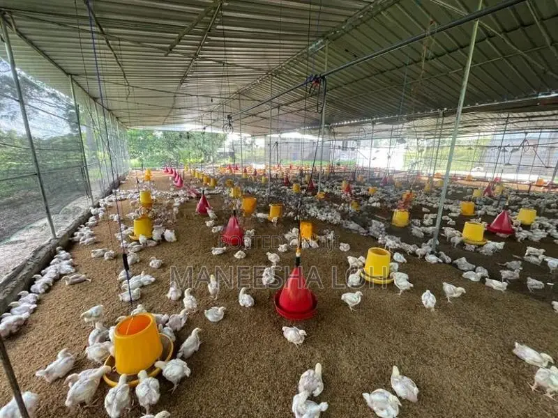 යකඩෙන් සාදන ලද කුකුල් කූඩුවක්