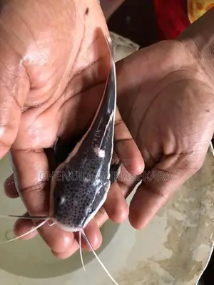 Red Tail Fish