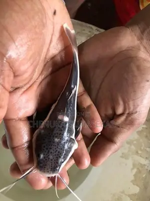 Red Tail Fish