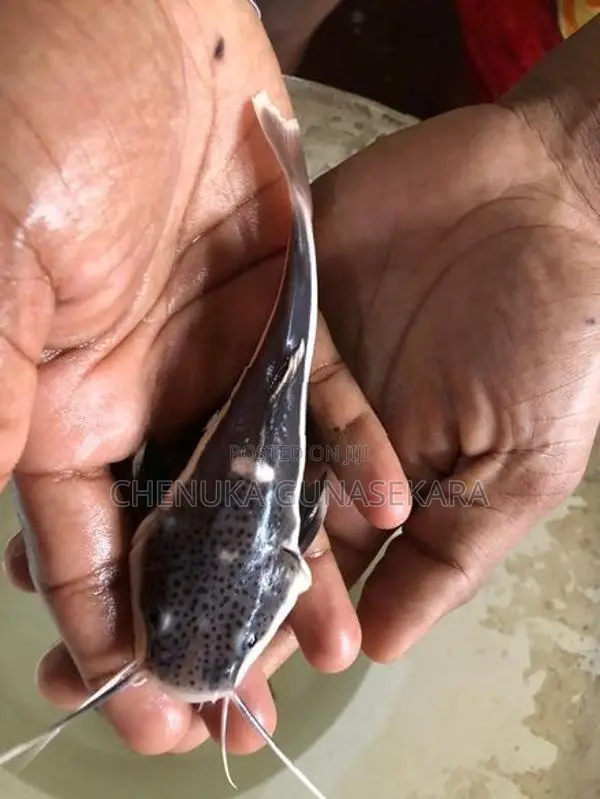 Red Tail Fish