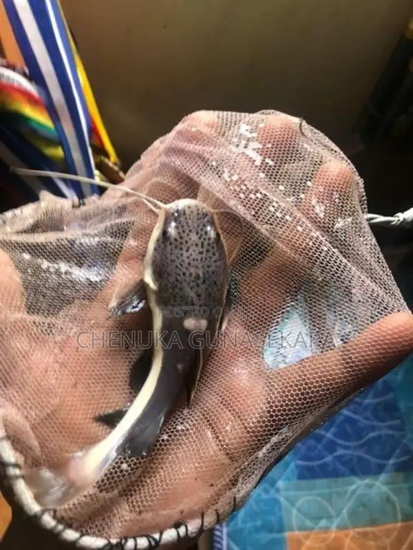Red Tail Fish