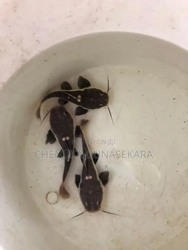 Red Tail Fish