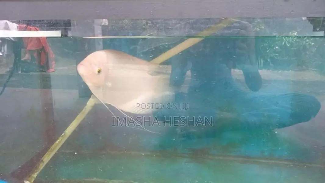 Gam Gourami Fish