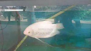Gam Gourami Fish