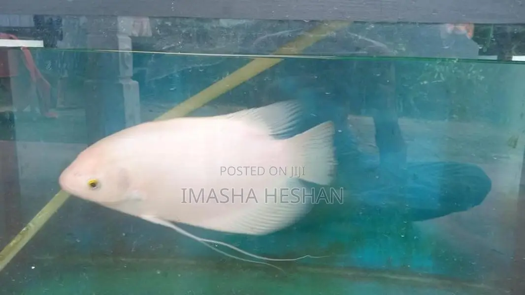 Gam Gourami Fish