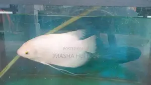 Gam Gourami Fish