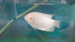 Gam Gourami Fish