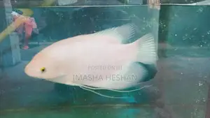 Gam Gourami Fish