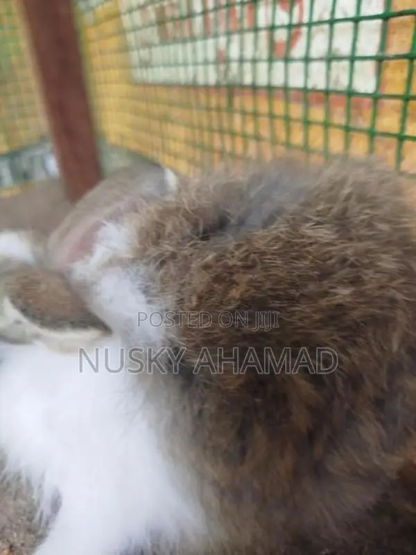 Angora Rabbit
