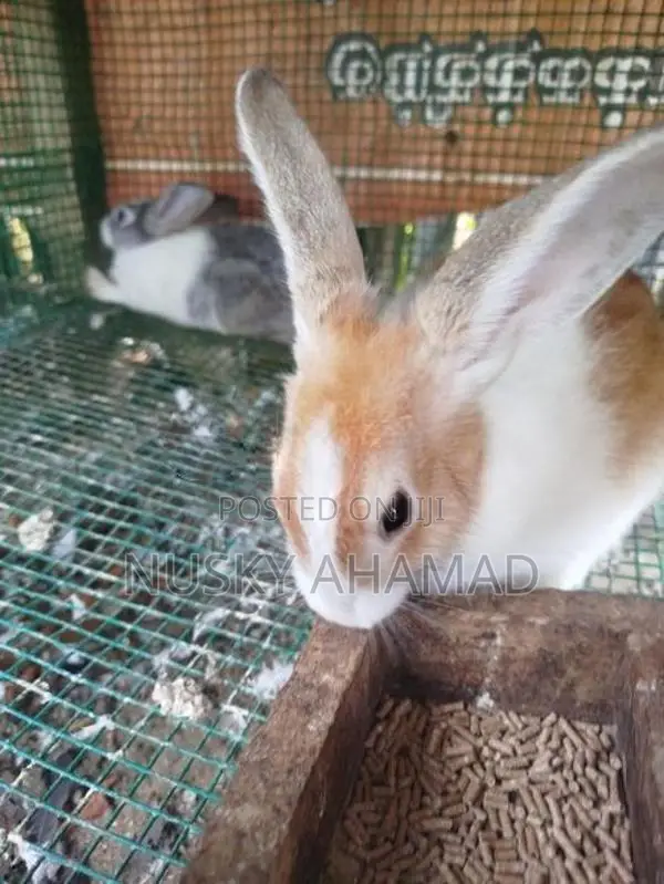 Angora Rabbit