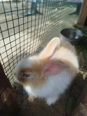 Angora Rabbit
