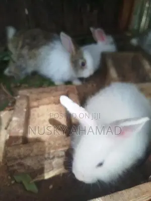 Angora Rabbit