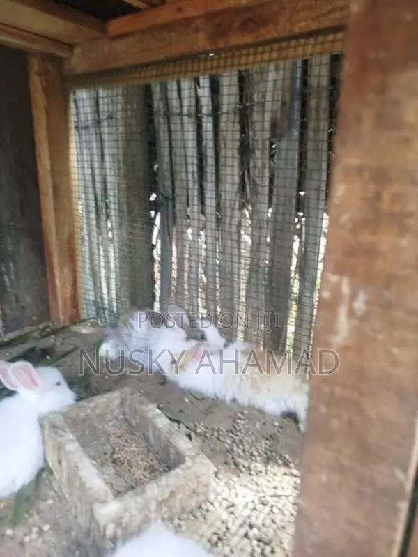 Angora Rabbit