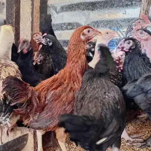மூன்றரை மாத ஊர்க்கோழிகள் மலிவு விற்பனை!