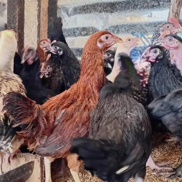 மூன்றரை மாத ஊர்க்கோழிகள் மலிவு விற்பனை!