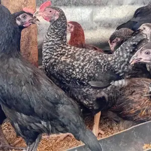 மூன்றரை மாத ஊர்க்கோழிகள் மலிவு விற்பனை!