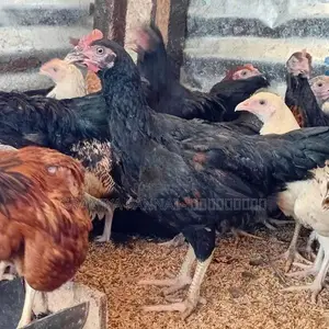மூன்றரை மாத ஊர்க்கோழிகள் மலிவு விற்பனை!