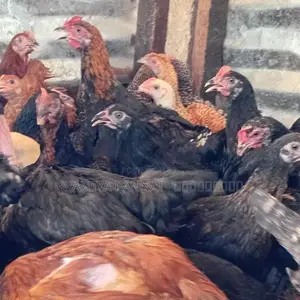 மூன்றரை மாத ஊர்க்கோழிகள் மலிவு விற்பனை!