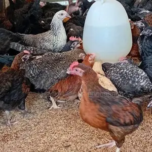 மூன்றரை மாத ஊர்க்கோழிகள் மலிவு விற்பனை!