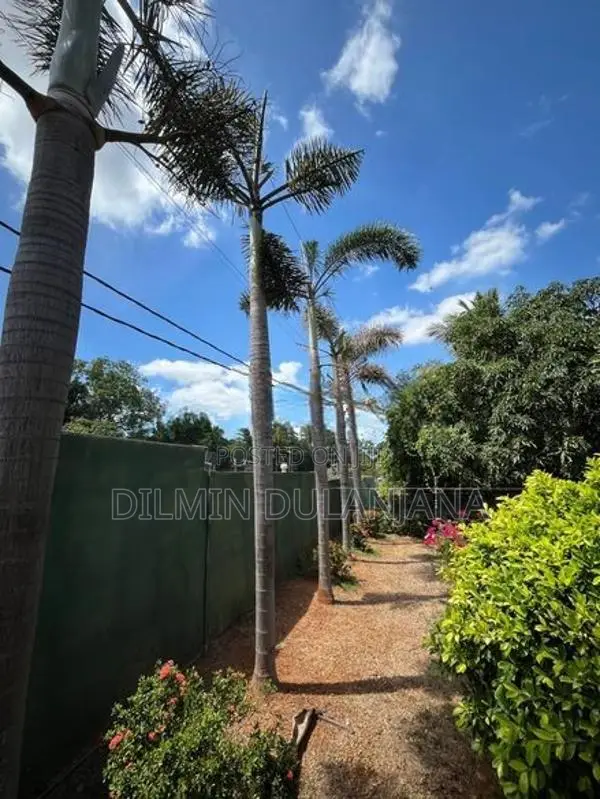 Fox Tail Palm Trees
