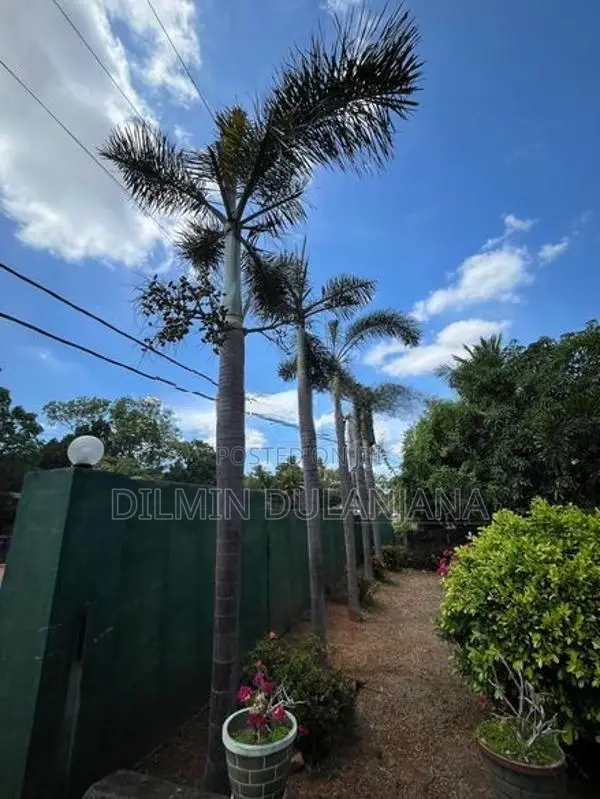 Fox Tail Palm Trees