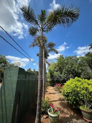 Fox Tail Palm Trees