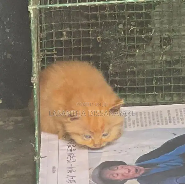 Persian Kittens
