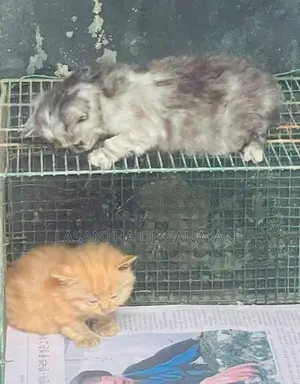 Persian Kittens