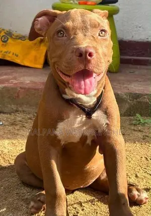 American Bully XL