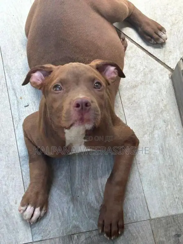 American Bully XL