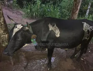 Black Cow