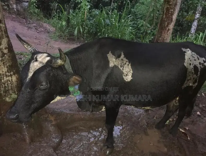 Black Cow
