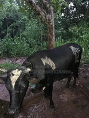 Black Cow