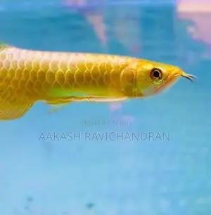 24K Golden Head Arowana Fish