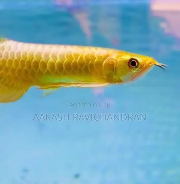 24K Golden Head Arowana Fish