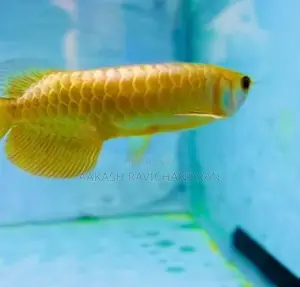 24K Golden Head Arowana Fish
