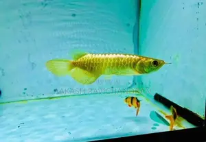 24K Golden Head Arowana Fish