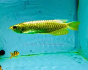 24K Golden Head Arowana Fish