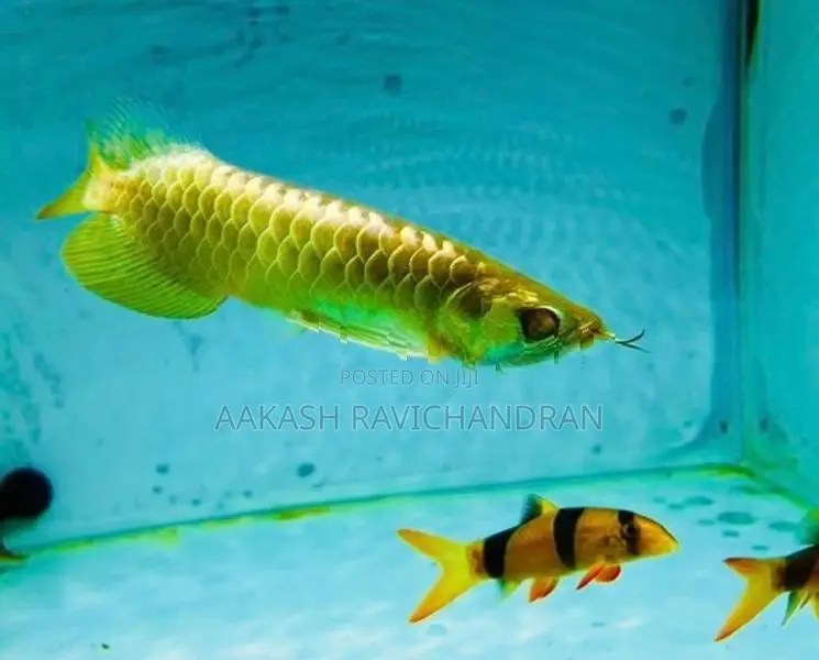 24K Golden Head Arowana Fish
