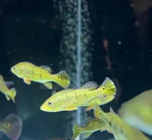 Peacock Bass Fish