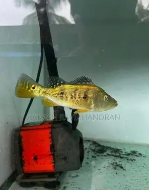 Peacock Bass Fish