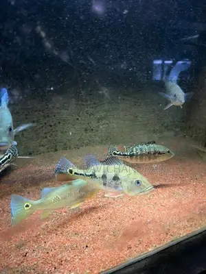 Peacock Bass Fish
