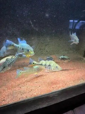 Peacock Bass Fish