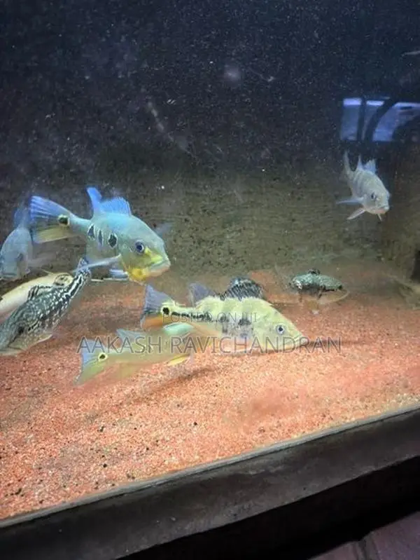 Peacock Bass Fish