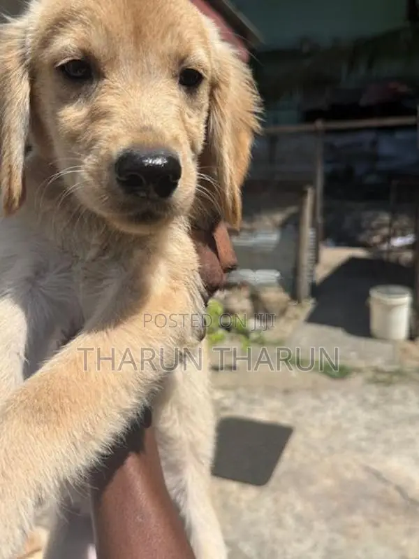 Golden Retriever