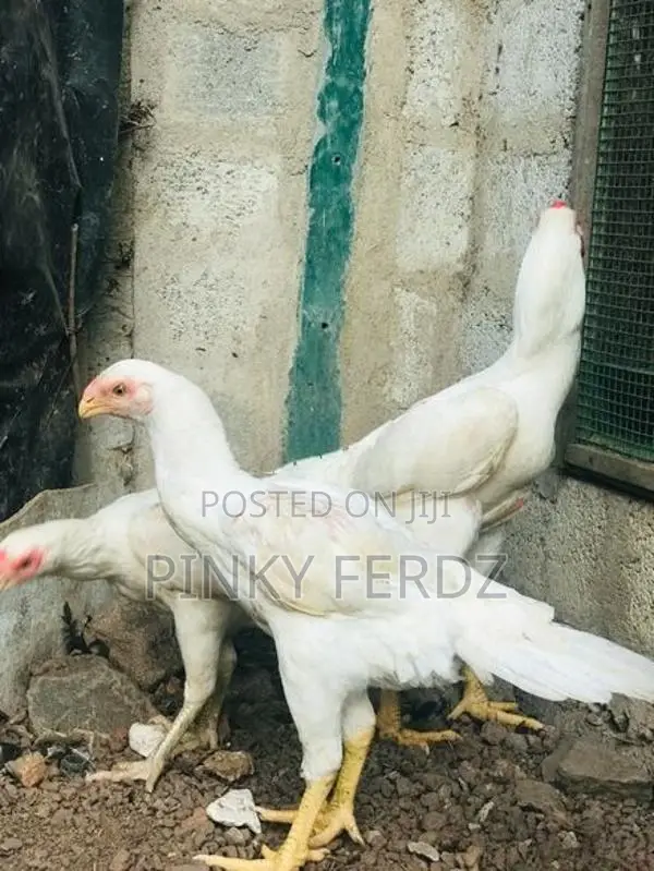 Parrot Beak Rooster