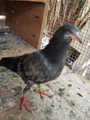 Pigeon