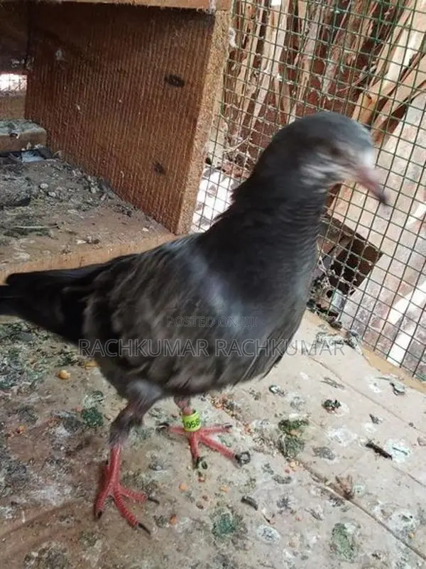 Pigeon