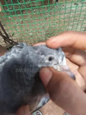 Pigeon
