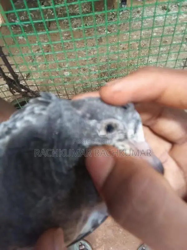 Pigeon